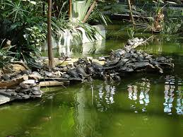 Il lago della foresta di Atocha