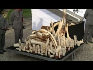 Roma, Circo Massimo. Iniziativa Ivory Crush