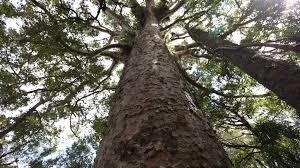kauri