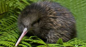 kiwi animal