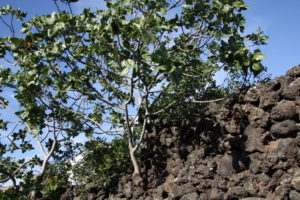 Bronte, albero di pistacchio