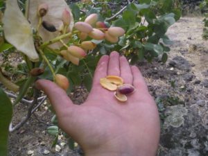 Il pistacchio rimedio naturale contro lo stress