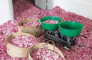 Raccolta petali rosa di Taif