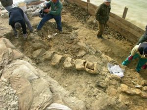 giuliana-il-piu-grande-fossile-di-cetacio-al-mondo-il-cui-studio-potrebbe-rivelarci-importanti-imformazioni-sui-mutamenti-climatici