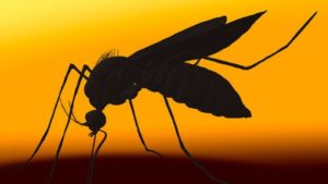 virus-zika