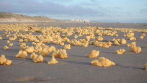 Le spugne gialle della costa nord della Francia