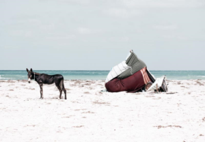 Nomad's land premio Pace